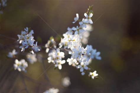 白花意思